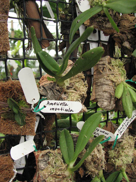 Фото орхидеи Amesiella monticola