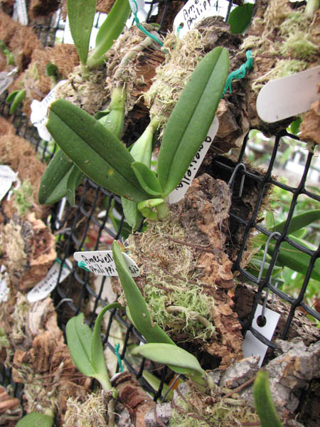 Фото орхидеи Amesiella philippinensis