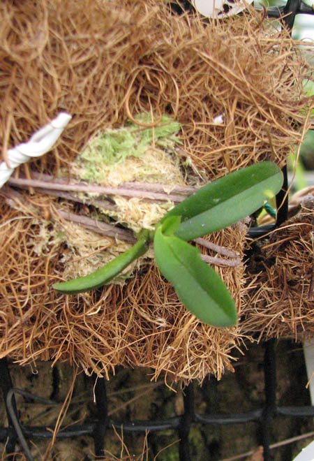 Фото орхидеи Ceratocentron fesselii