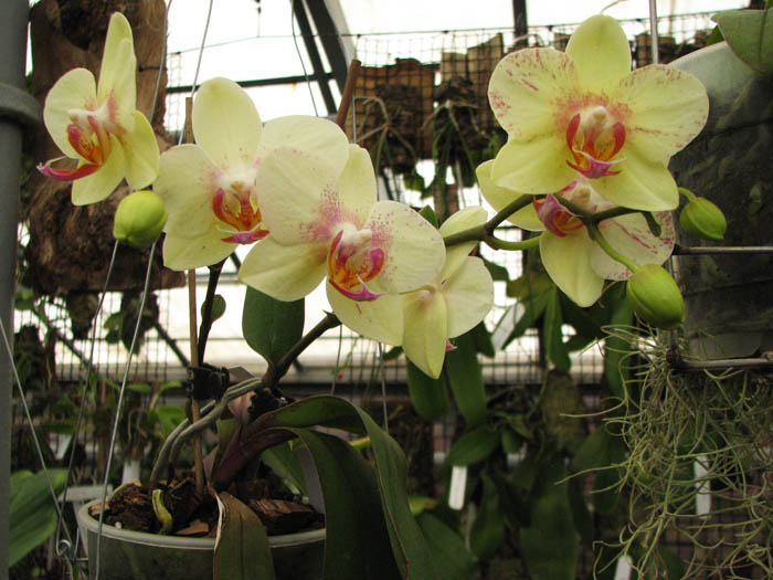 Фото орхидеи Phalaenopsis hybrid