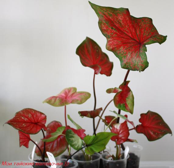 Мои тайские малявочки.jpg