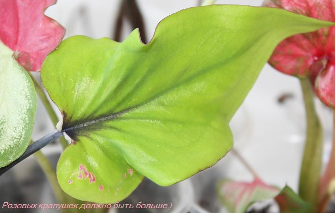 Розовые крапушки.jpg