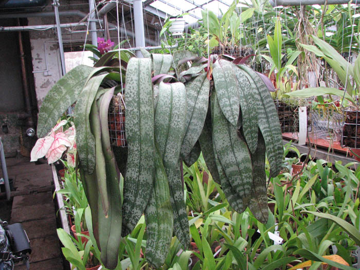 Длиннолистный тип