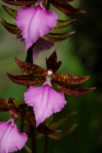 Фото орхиди Rhynchostele bictoniense