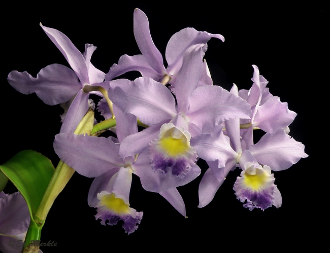 Фото орхидеи Cattleya Valentine	 590 грн.
