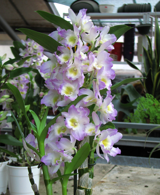 Нобиле гибрид. Фото