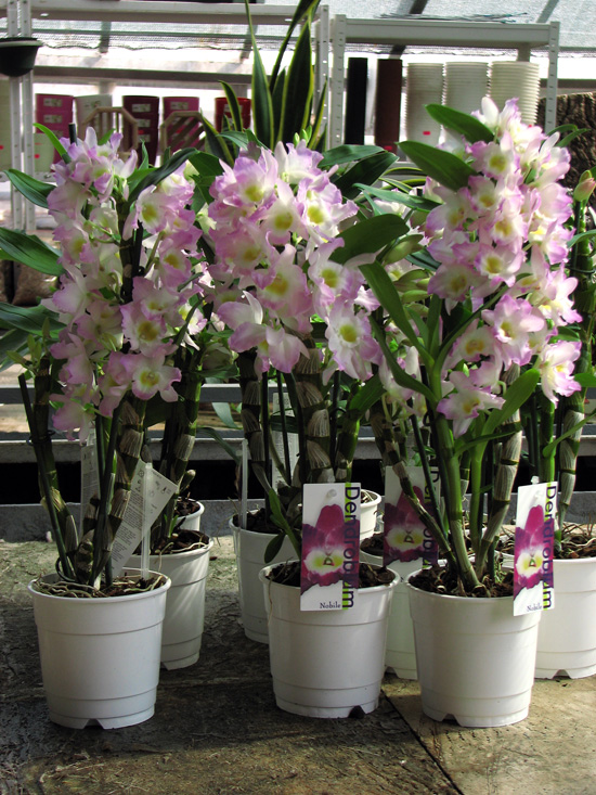 Цветущий дендробиум нобиле фото