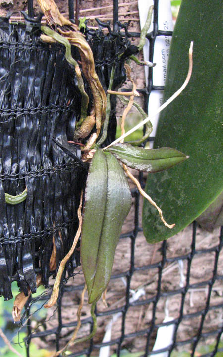 Фото орхидеи Phalaenopsis lowii