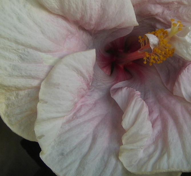 Luscious Beauty 4.JPG