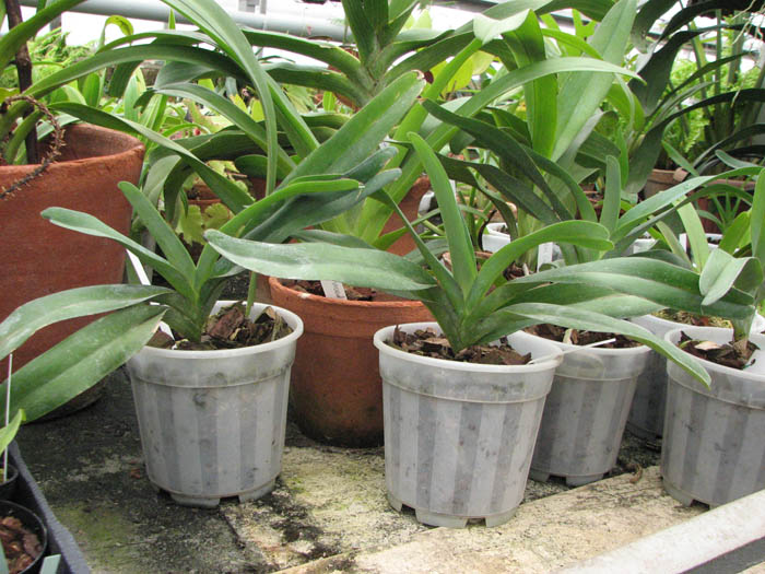 Фото орхидеи Angraecum sesquipedale