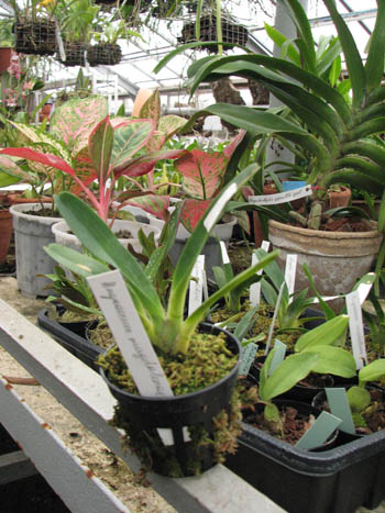 Фото орхидеи Angraecum magdalenae