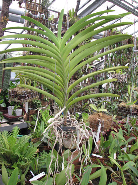 Фото орхидеи Vanda Gypsy Rocket с цветоносом