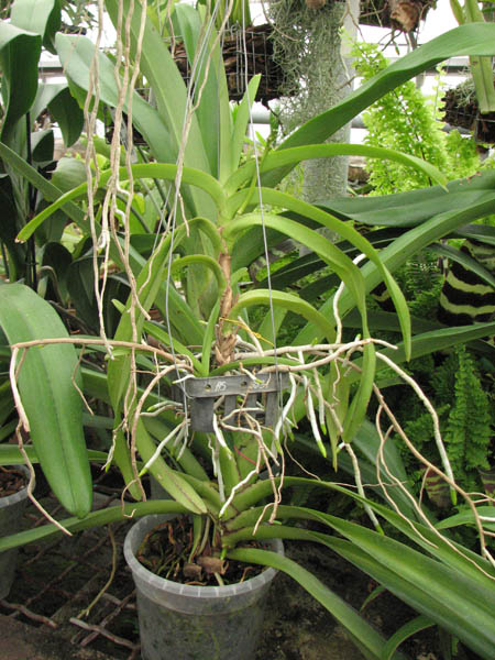 Фото орхидеи с цветоносом Vanda insignis x Vanda Mimi Palmer