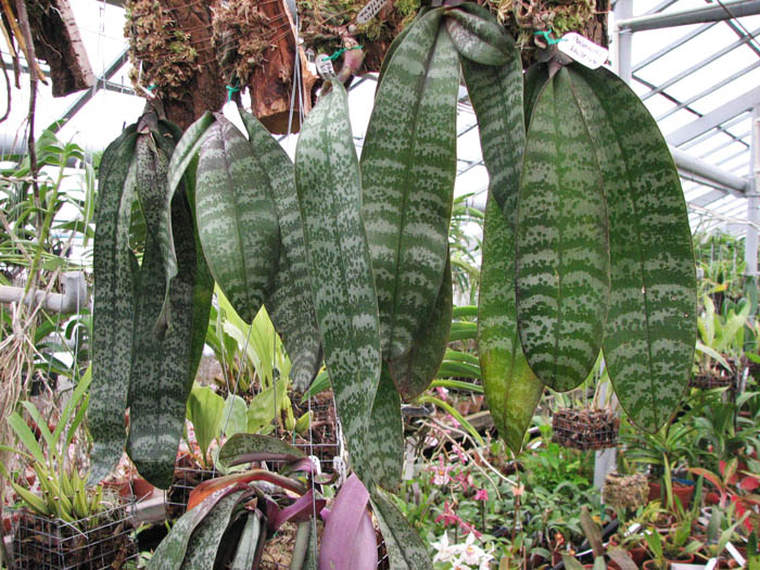 Фото филиппинских орхидей