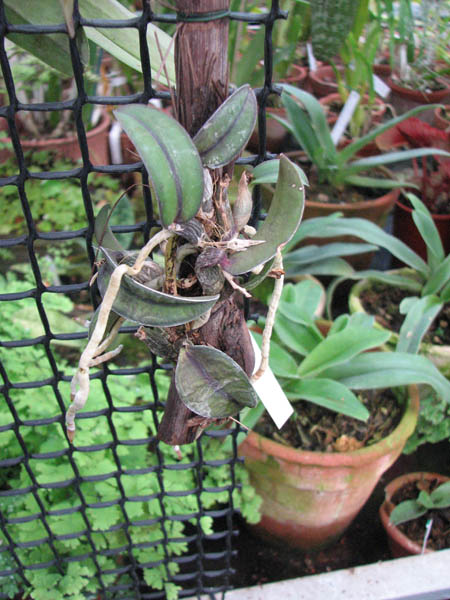 Фото орхидеи Sophronitis cernua