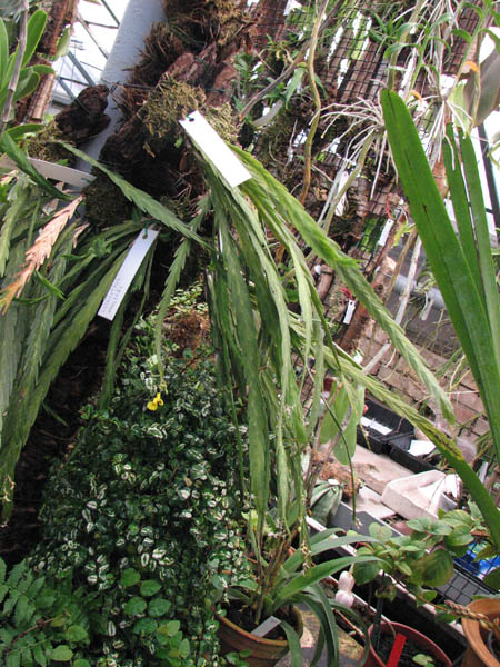 Фото орхидеи Lockarthia oerstedii