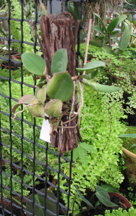 Фото орхидеи Meiracyllum trinasutum