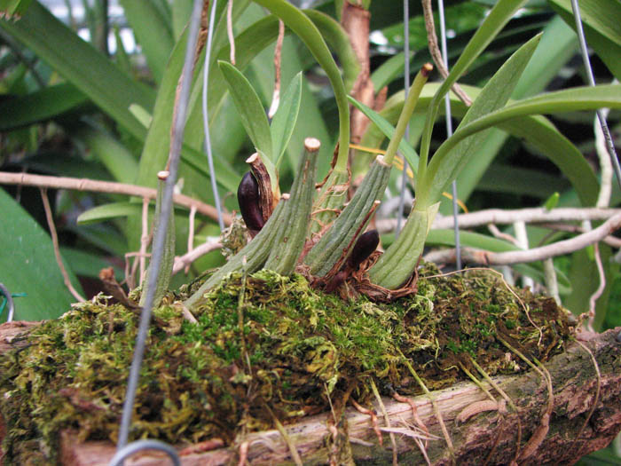 Фото орхидеи Maxillaria schunckeana