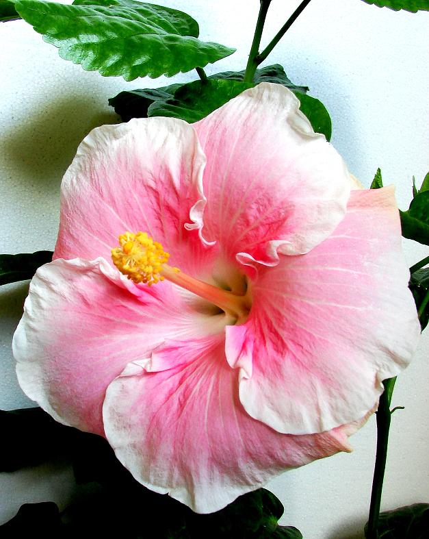 Мери. фло.JPG