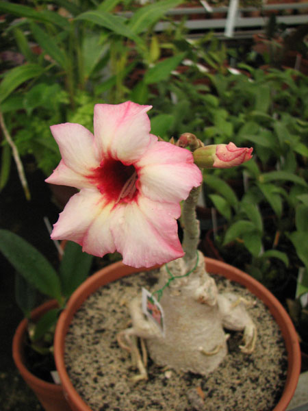 Adenium Hawaiian Tri-Color цветок.jpg