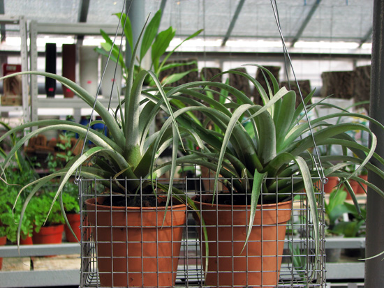 Атмосферные бромелиевые Tillandsia