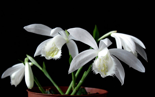 Фото орхидеи Pleione formosana 'Alba'