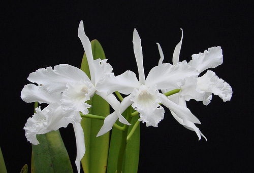 Фото орхидеи Laelia lobata alba plena
