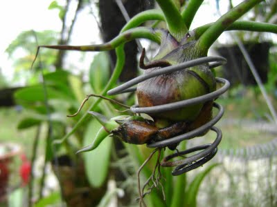 Как посадить орхидею