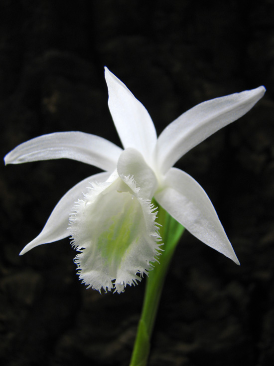 Фото орхидеи Pleione formosana 'Alba'