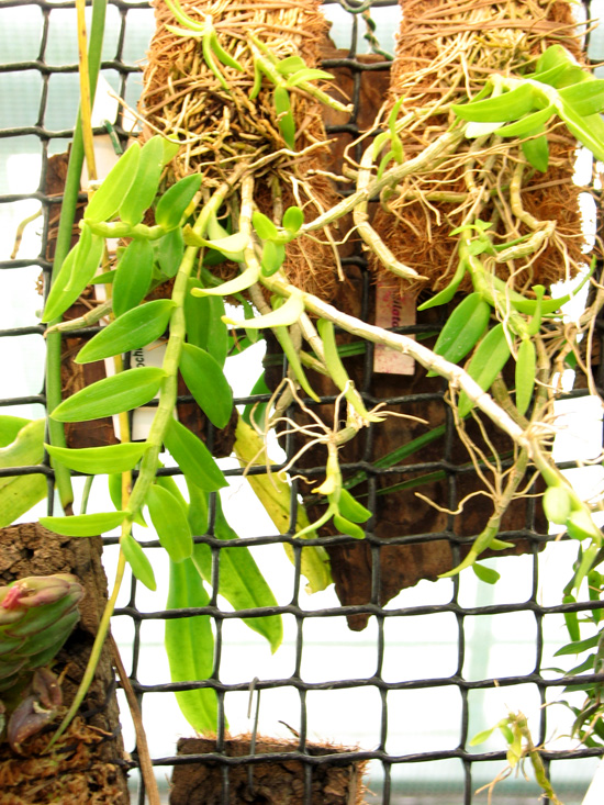 Фото орхидеи Dendrobium loddigessii (syn. Seidelianum)