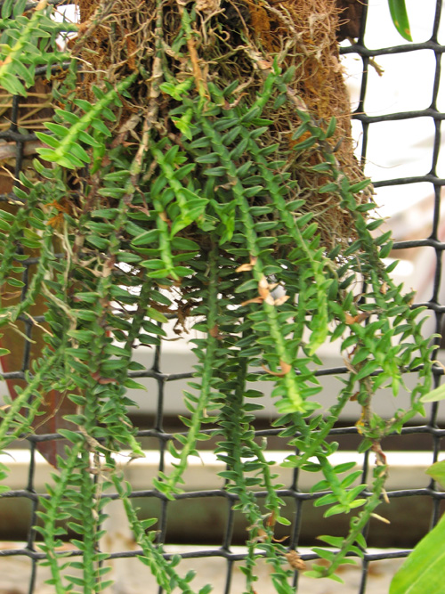 Фото орхидеи Dichaea squarrosa