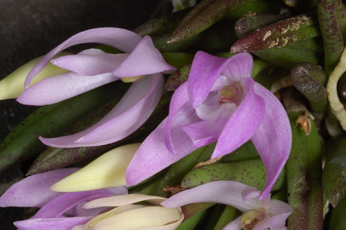 Цветение орхидеи Leptotes unicolor фото