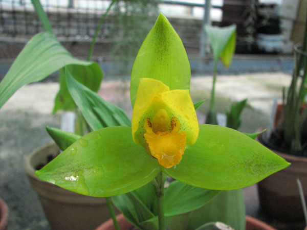 Как цветет орхидея Lycaste cruenta × deppei