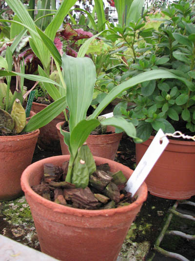 Фото орхидеи Lycaste cruenta