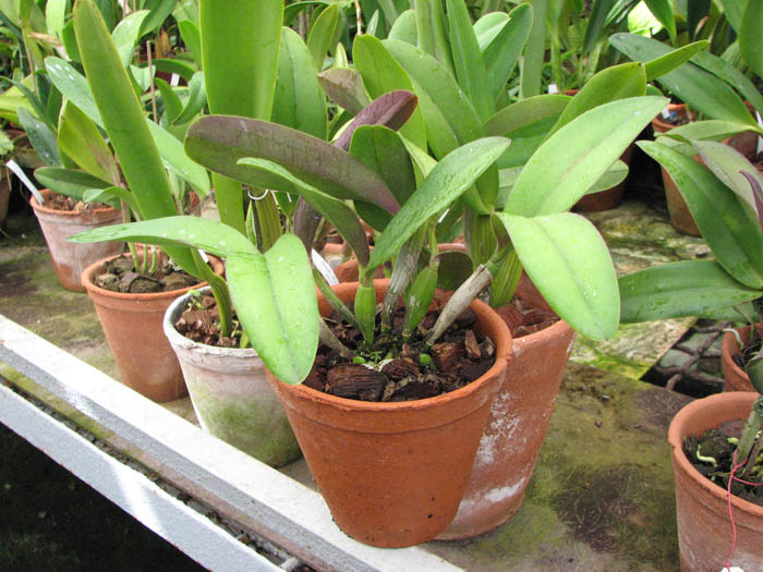 Фото орхидеи Potinara Memorial Gold 'Canary'