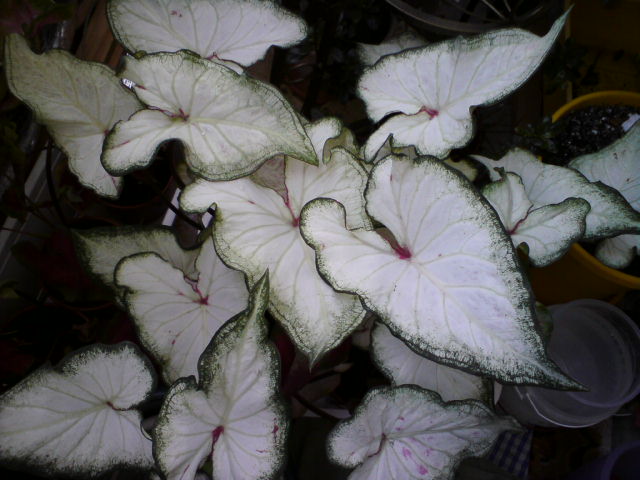 Белоснежный красотун