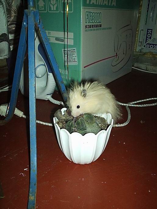 Resize of Пуся и фиалка.JPG