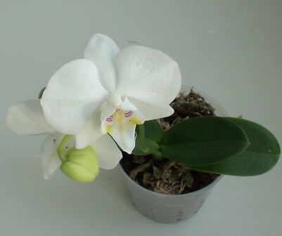 Phal amabilis.jpg