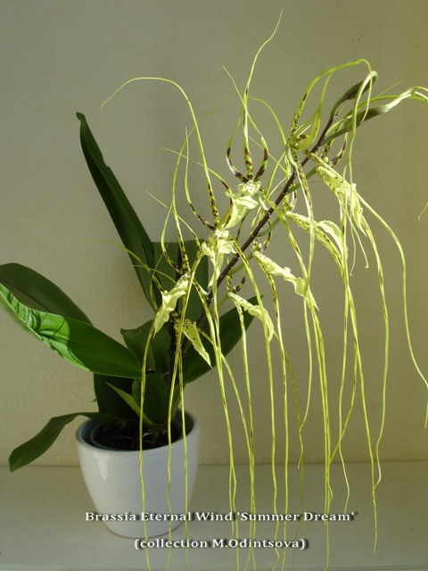 Цветение орхидеи Brassia Enteral Wind 'Summer Dream'