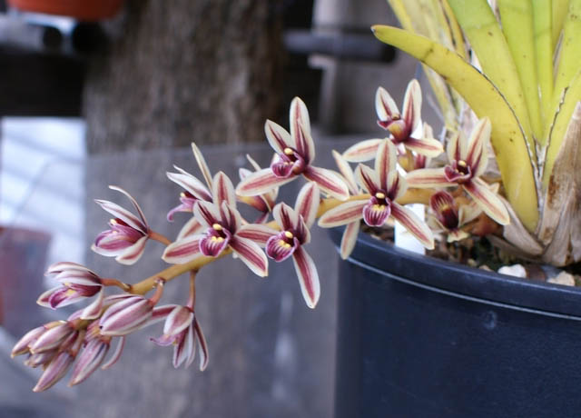 Как цветет Cymbidium aloifolium