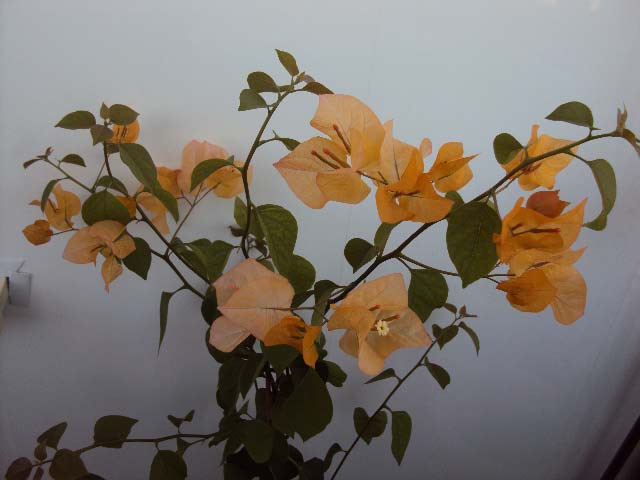 Желтенькая, названия незнаю