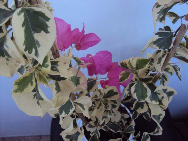 Пестренькая, подруга в прошлом году привезла с питомника