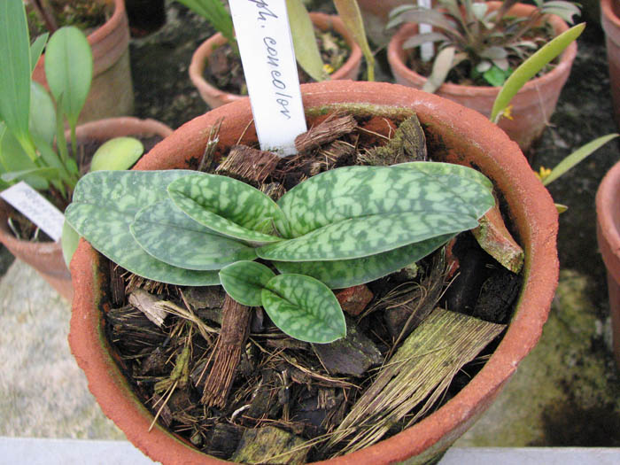 Фото орхидеи Paphiopedilum concolor