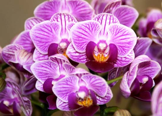 Как цветет орхидея Doritaenopsis Sogo Vivien