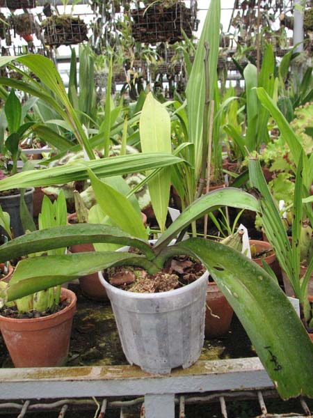 Фото орхидеи Doritaenopsis Lightning 'NEW Lighten'