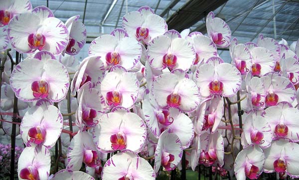 Как цветет орхидея Doritaenopsis Lightning 'NEW Lighten'