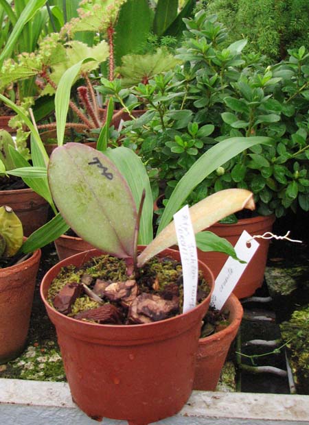 Фото орхидеи Doritaenopsis Jiuhbao Fairy 'ORCHIS'