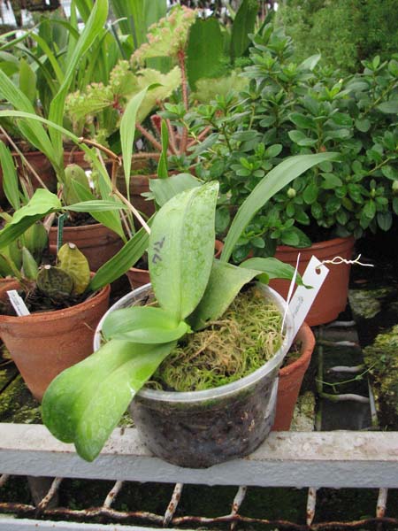 Фото орхидеи Phalaenopsis Stone Morning x Sogo Grape