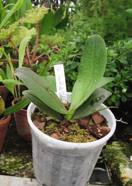 Фото орхидеи Doritaenopsis Sogo Pride 'Golden Star'