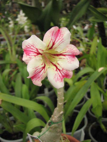 Фото цветущего Adenium Topaz